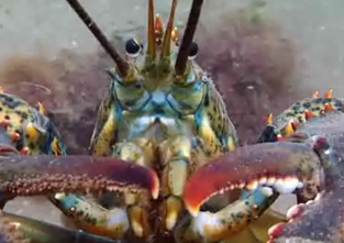 Lobster War